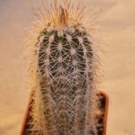 20260822_081717 Echinocereus baileyi