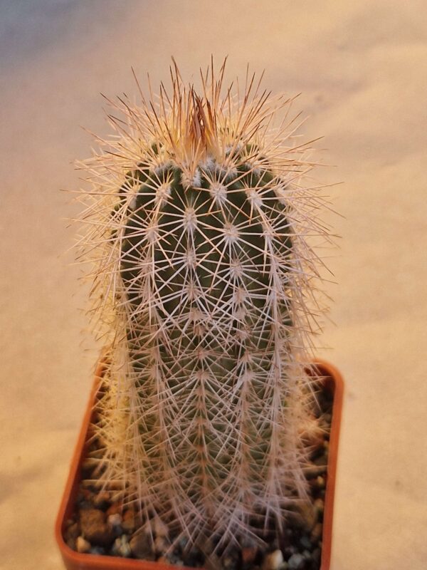 Echinocereus baileyi