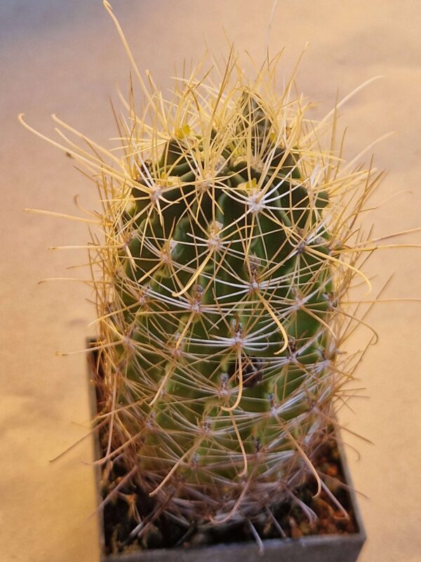 Ferocactus setispinus v sinuatus