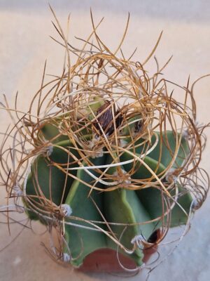 Astrophytum senile v aureum