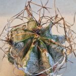 20260822_083652 Astrophytum crassispinoides