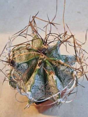 20260822_083652 Astrophytum capricorne