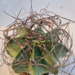 20260822_083710 Astrophytum senile