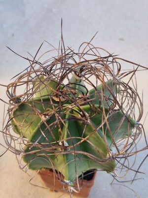 Astrophytum senile