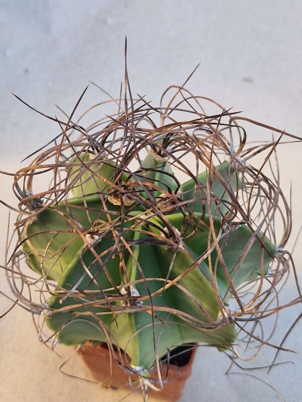 Astrophytum senile