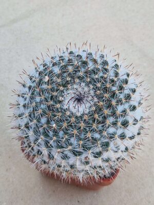 20260822_091332 Mammillaria chionocephala
