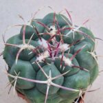 Thelocactus hexaedrophorus
