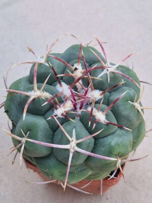 20260822_091400 Thelocactus hexaedrophorus