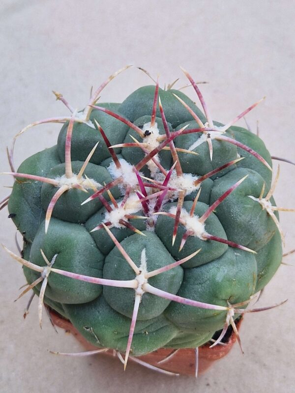 Thelocactus hexaedrophorus