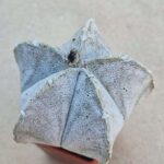 20260822_091428 Astrophytum coahuilense