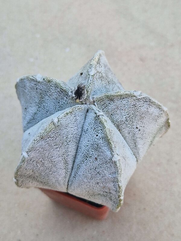 Astrophytum coahuilense