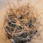 20260822_093518 Astrophytum crassispinoides