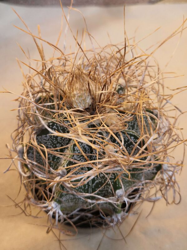Astrophytum crassispinoides