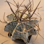 20260822_093535 Astrophytum niveum