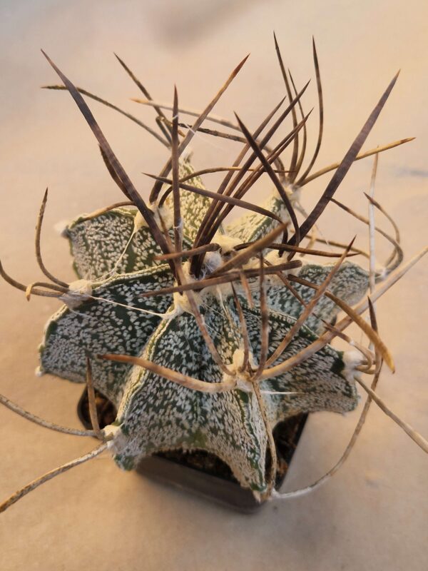 Astrophytum niveum