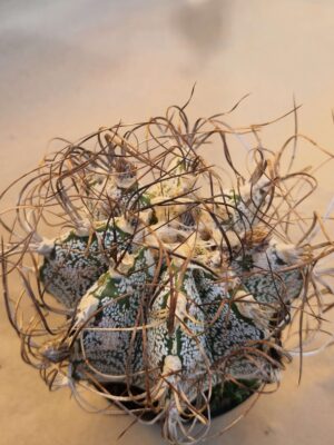 Astrophytum capricorne