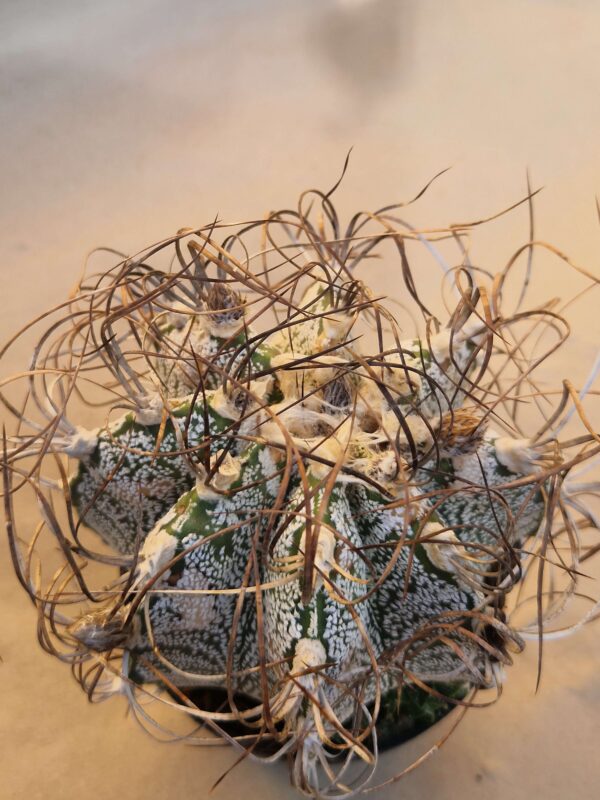 Astrophytum capricorne