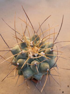20260822_093638 Thelocactus rinconensis