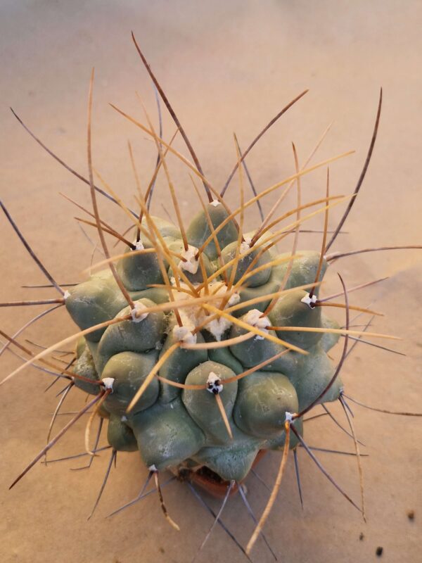 Thelocactus rinconensis