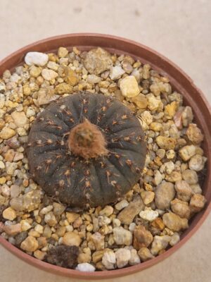 20260822_162355 Frailea asterioides