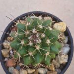 Mammillaria sp