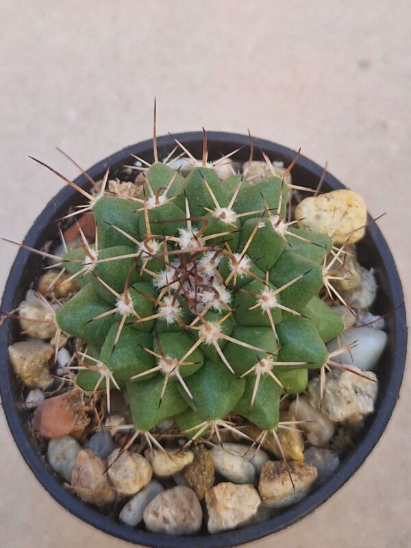 Mammillaria sp