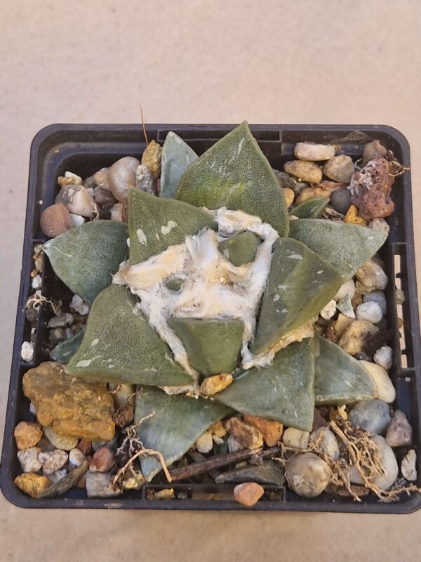 Ariocarpus retusus