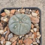 20260822_165936 Lophophora williamsii v pluricostata