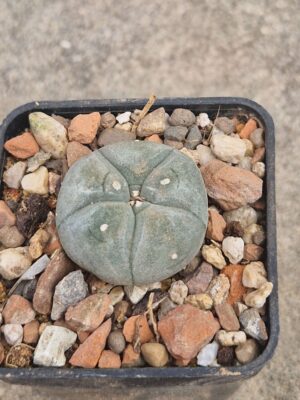 20260822_165936 Lophophora koehresii