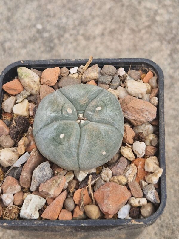 Lophophora williamsii v pluricostata