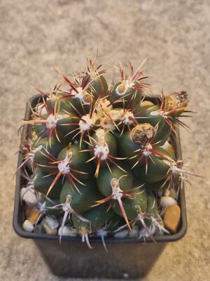 20260822_180359 Thelocactus bicolor v commodus
