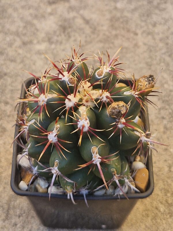 Thelocactus bicolor v commodus
