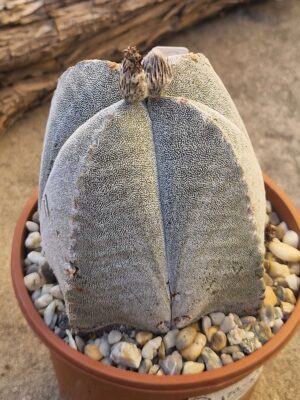 20260822_180420 Astrophytum myriostigma v quadricostatum