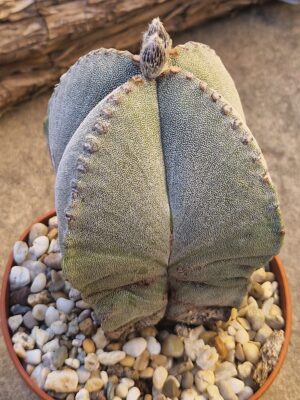 20260822_180448 Astrophytum myriostigma v quadricostatum