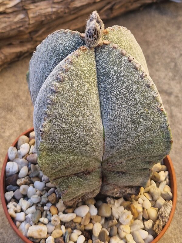 Astrophytum myriostigma v quadricostatum