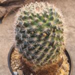 Mammillaria staempferii