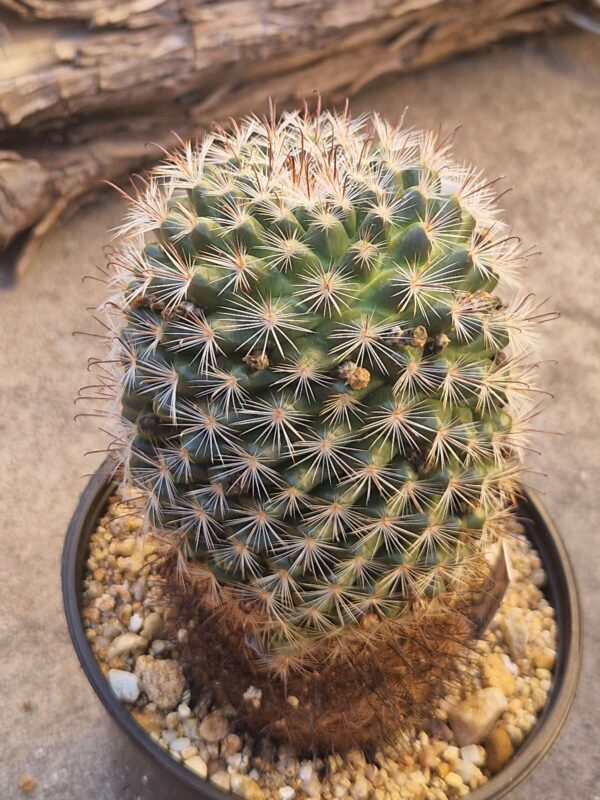 Mammillaria staempferii