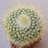 Parodia chrysacanthion
