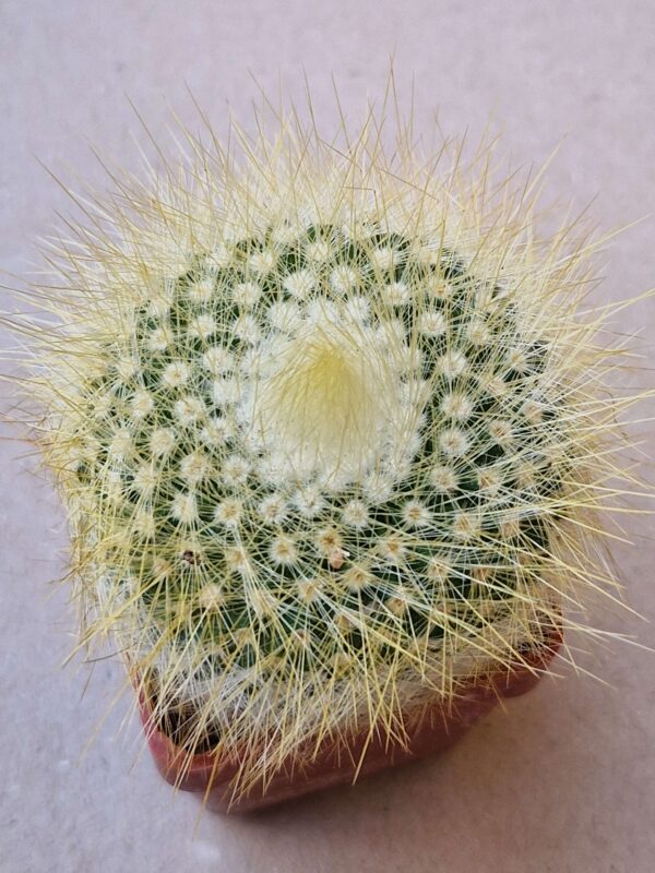 Parodia chrysacanthion