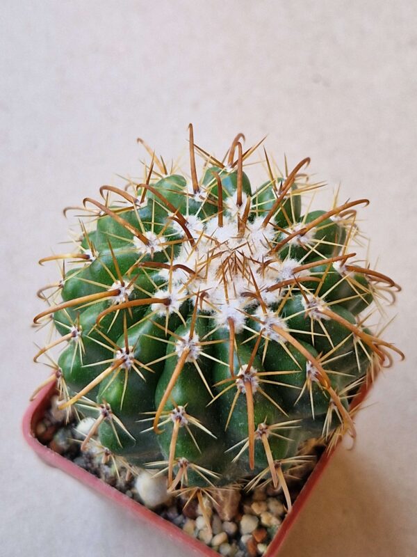 Parodia schwebsiana v applanata