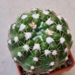 20260823_154919-150x150 Notocactus uebelmannianus