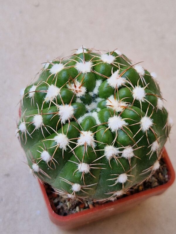 Notocactus uebelmannianus