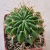 Lobivia cinnabarina v walterspiellii
