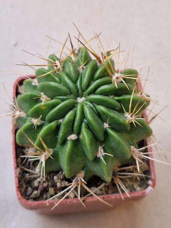 Lobivia cinnabarina v walterspiellii