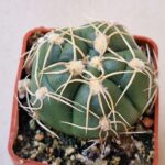 20260823_155002 Gymnocalycium denudatum J.Suba