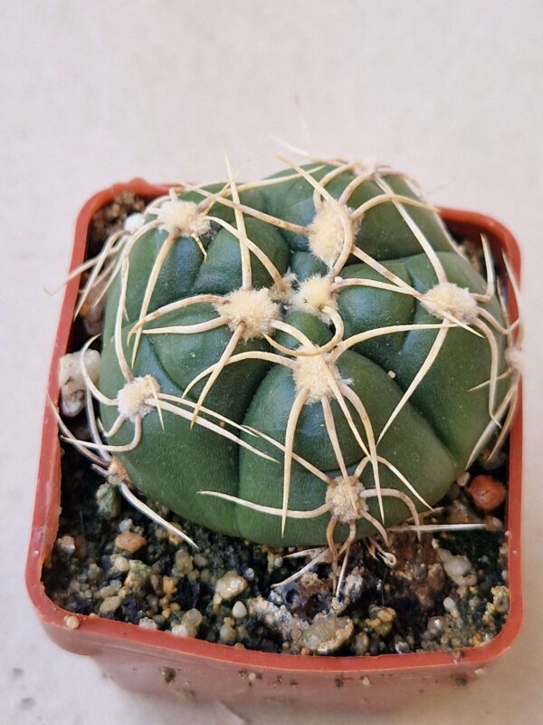 Gymnocalycium denudatum J.Suba