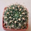 Lobivia acantholegma v roseana