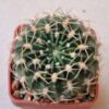 Lobivia acantholegma v roseana
