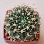 Lobivia acantholegma v roseana