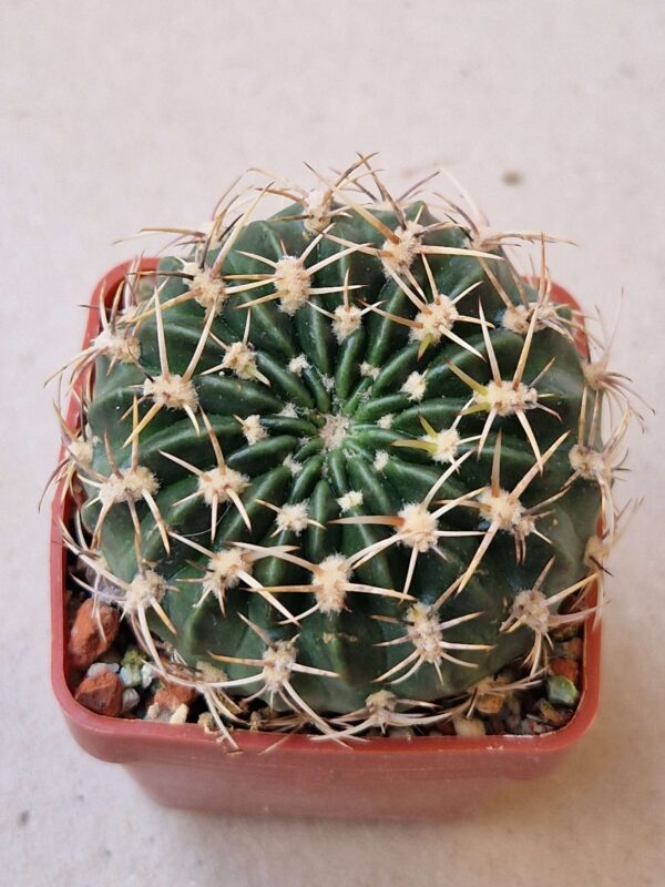 Lobivia acantholegma v roseana